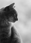 cat, animal, profile, silhouette, gray cat, cat, cat, cat, cat, cat, profile, gray cat, pet, gray cat